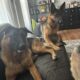 Female German Shepherd 1 year-olds
