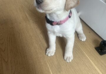 Lab puppies