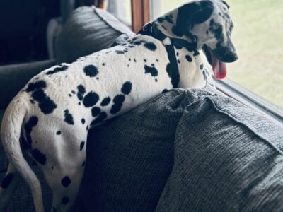 Rehome