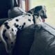 Rehome