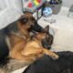 Female German Shepherd 1 year-olds