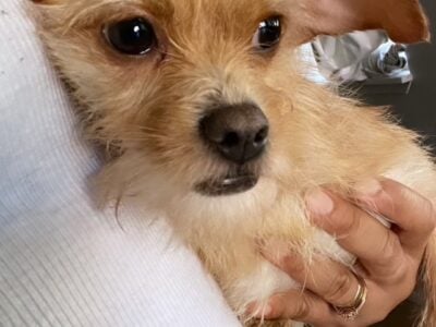 Looking for My Forever Home 🐶