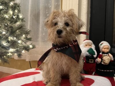 🐶 Adorable Morkie Poodle Mix Pup