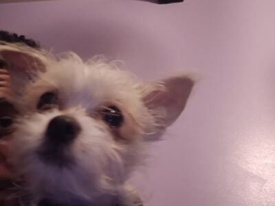 Yorkie mix 5 month