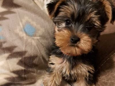 Yorkshire Terrier