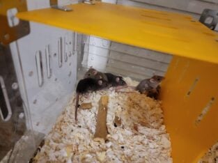 feeder rats and rabbits