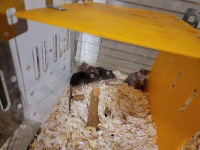 feeder rats and rabbits