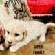 Pyredoodle puppies
