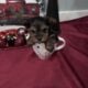 Ckc yorkies