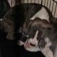Staffordshire terrier puppies
