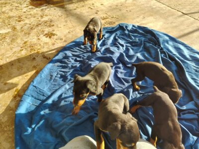 Doberman puppies