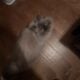 Fluffy Purebred Persian Cat