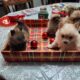 Pomeranium puppies