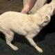 Husky for sale