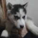 AKC Siberian Husky Puppy males and females