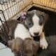 Staffordshire terrier puppies