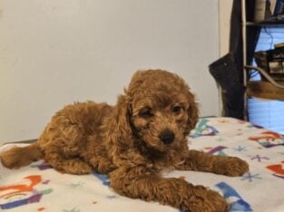 Missy Mini Goldendoodle