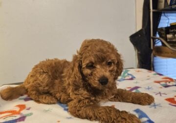 Missy Mini Goldendoodle