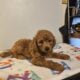 Missy Mini Goldendoodle