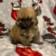 Teacup Pomeranians