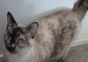 Siamese cat free