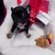 French BullDog Fluffy Carrier Puppies