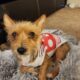 Yorkie Terrier Mix for sale