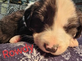 English shepard puppies for sale