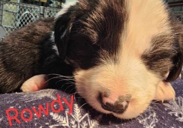 English shepard puppies for sale