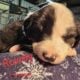 English shepard puppies for sale