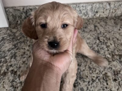 Golden Doodles