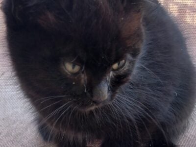 Handsome christmas kitten