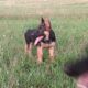 German Shepherd puppies