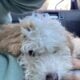 3 month old schnoodle puppy