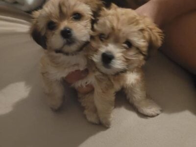 Maltese puppies