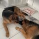 Female German Shepherd 1 year-olds