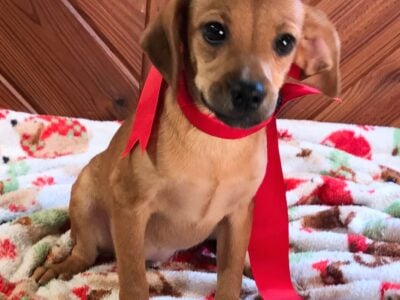 Kiwi, Queen Elizabeth Pocket Beagle