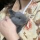 Rare Silver Fox Rabbit Kits