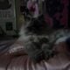 Fluffy Purebred Persian Cat