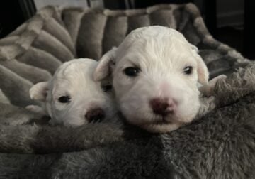 🐾 Purebred Female Bichon Frise Puppies🐾