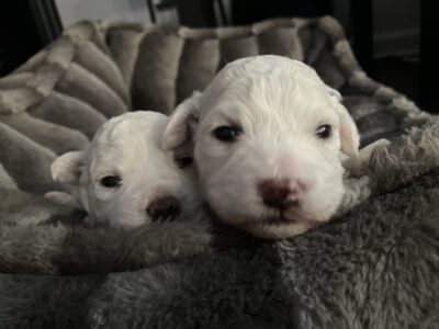 🐾 Purebred Female Bichon Frise Puppies🐾