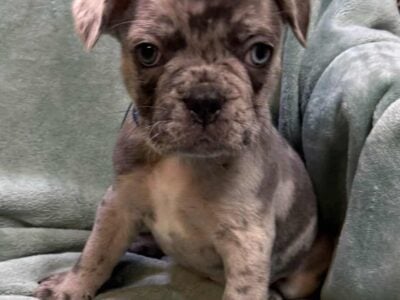 AKC French Bulldog Puppies
