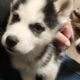 AKC Siberian Husky Puppy males and females
