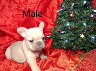 French bulldog puppies