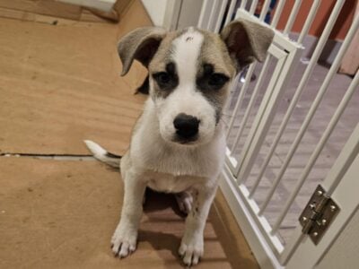 Jack Russell Terrier Mix puppy