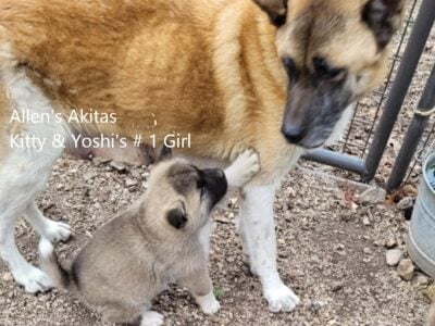 AKC Registered American Akita