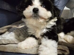 Miniature aussiedoodles