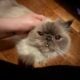Fluffy Purebred Persian Cat