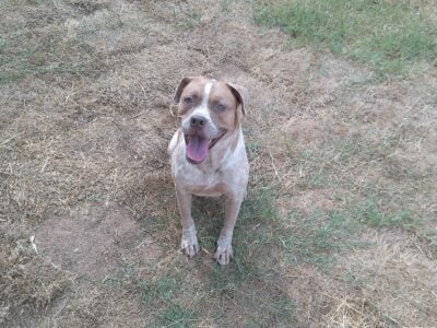 Kind and Kid Friendly Terrier Mix