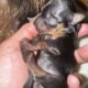 Yorkie